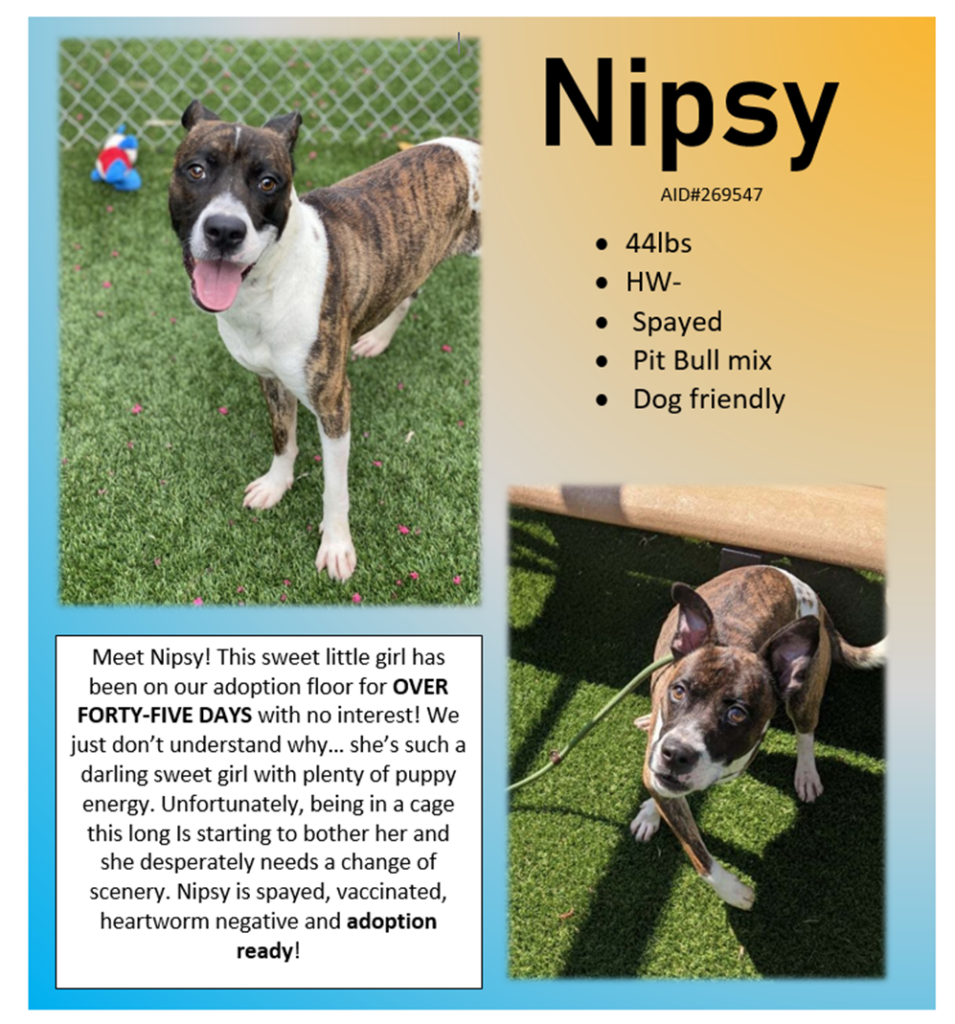 Nipsy available for adoption